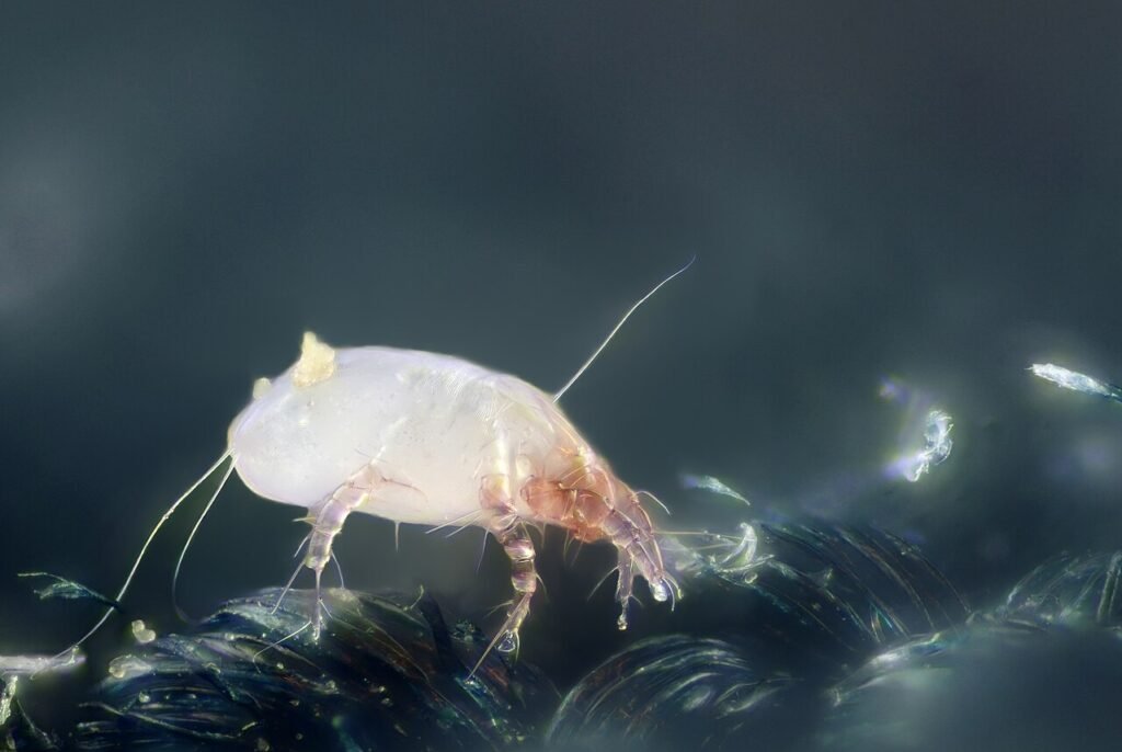 Macro close-up of a house dust mite, a common trigger of indoor allergies removed by Rainbow vacuum